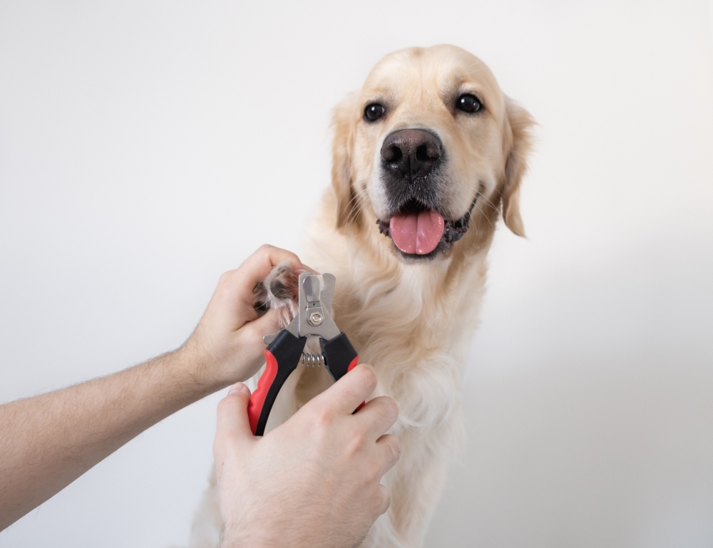 Pawdicure at Waggin' Tails Grooming in Franklin, IN