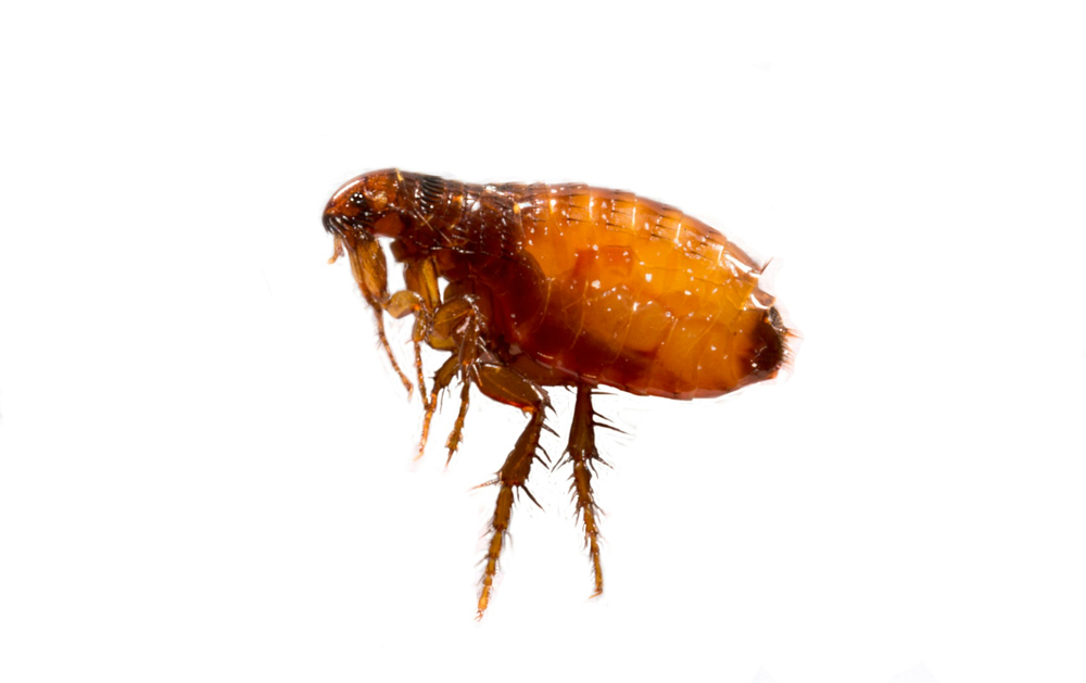 Flea Fee