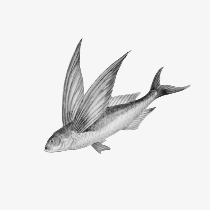 B&W Flying Fish