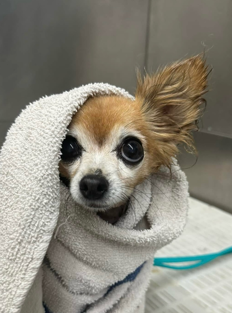 SMALL- Bath Package (5-20lbs.)🛁 at Fur North Pet Spa in Minnesota, MN