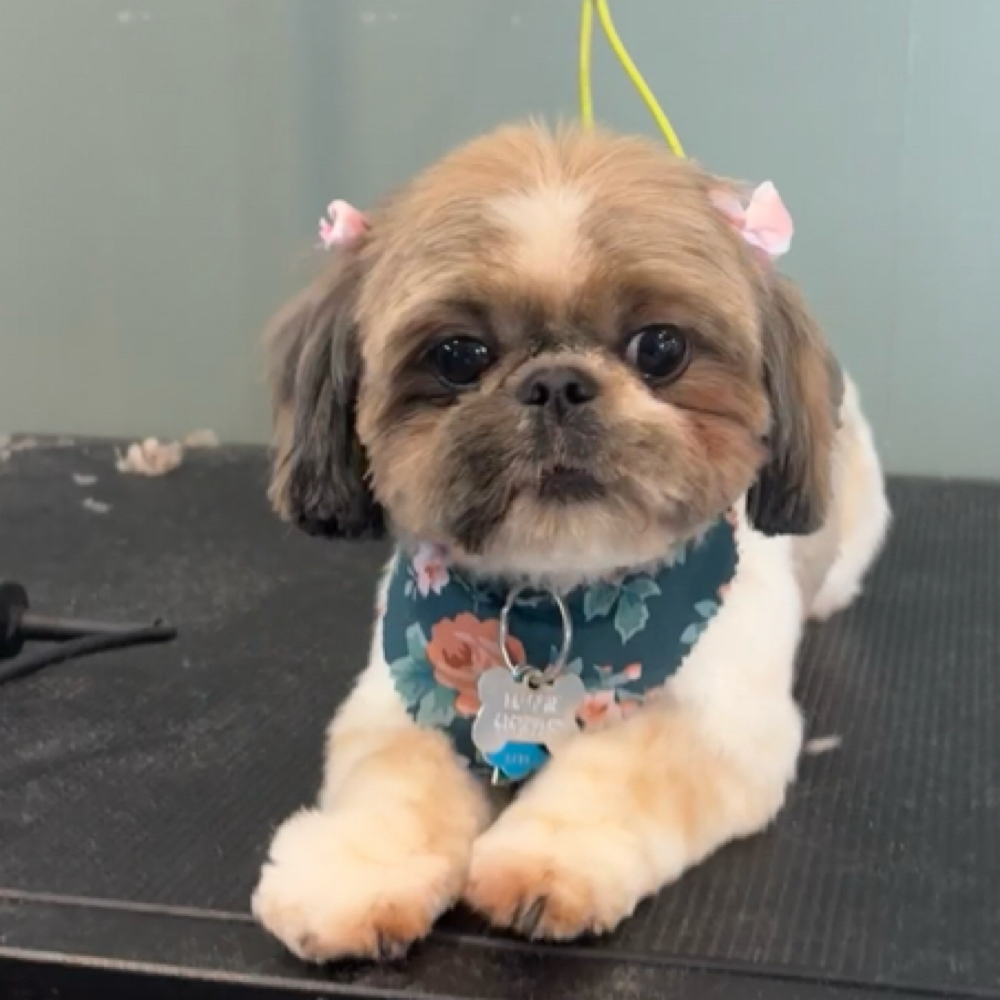 Nail Trim at Crazy Daisy Dog Grooming in Lake Odessa, MI