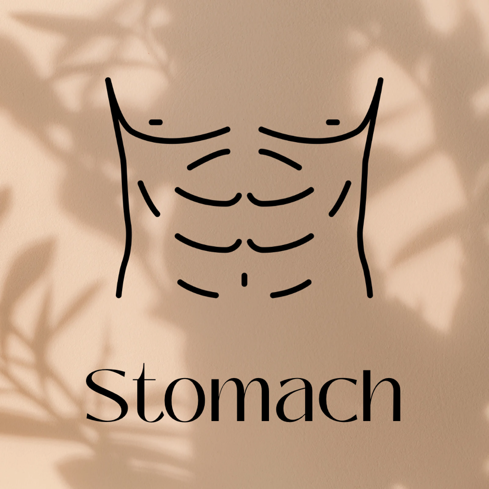 Stomach