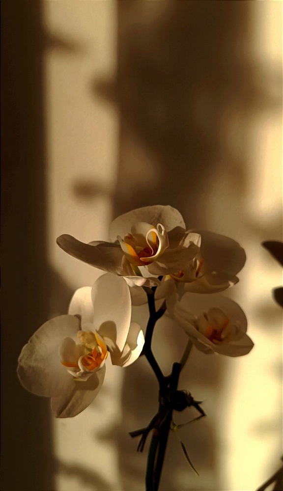 Orchid Vagacial