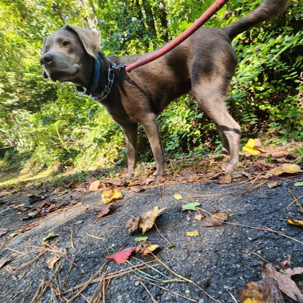 Adventure Time at The Dog Mom Pet Services in Lusby, MD