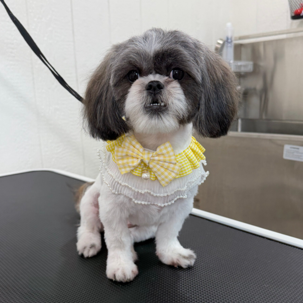 Small 0-21lbs Full Groom at Wagnolia Grooming Studio in Weslaco, TX