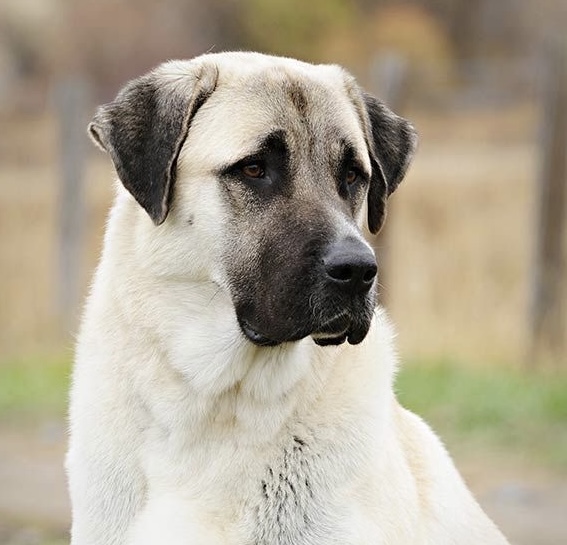 Anatolian Shepherd Dog -Bath &Fluff