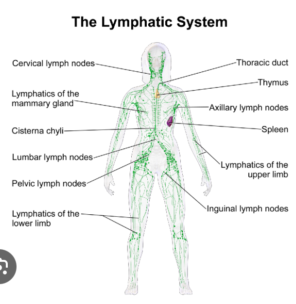 60 Min Lymphatic Drainage Massage
