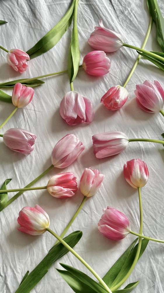 Perfect Petal🌷