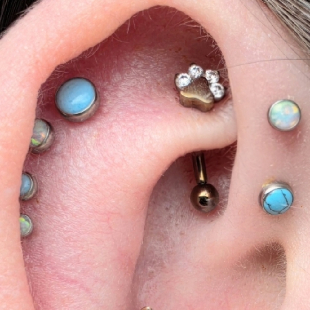 Rook at The Skin Lounge in MARQUETTE, MI