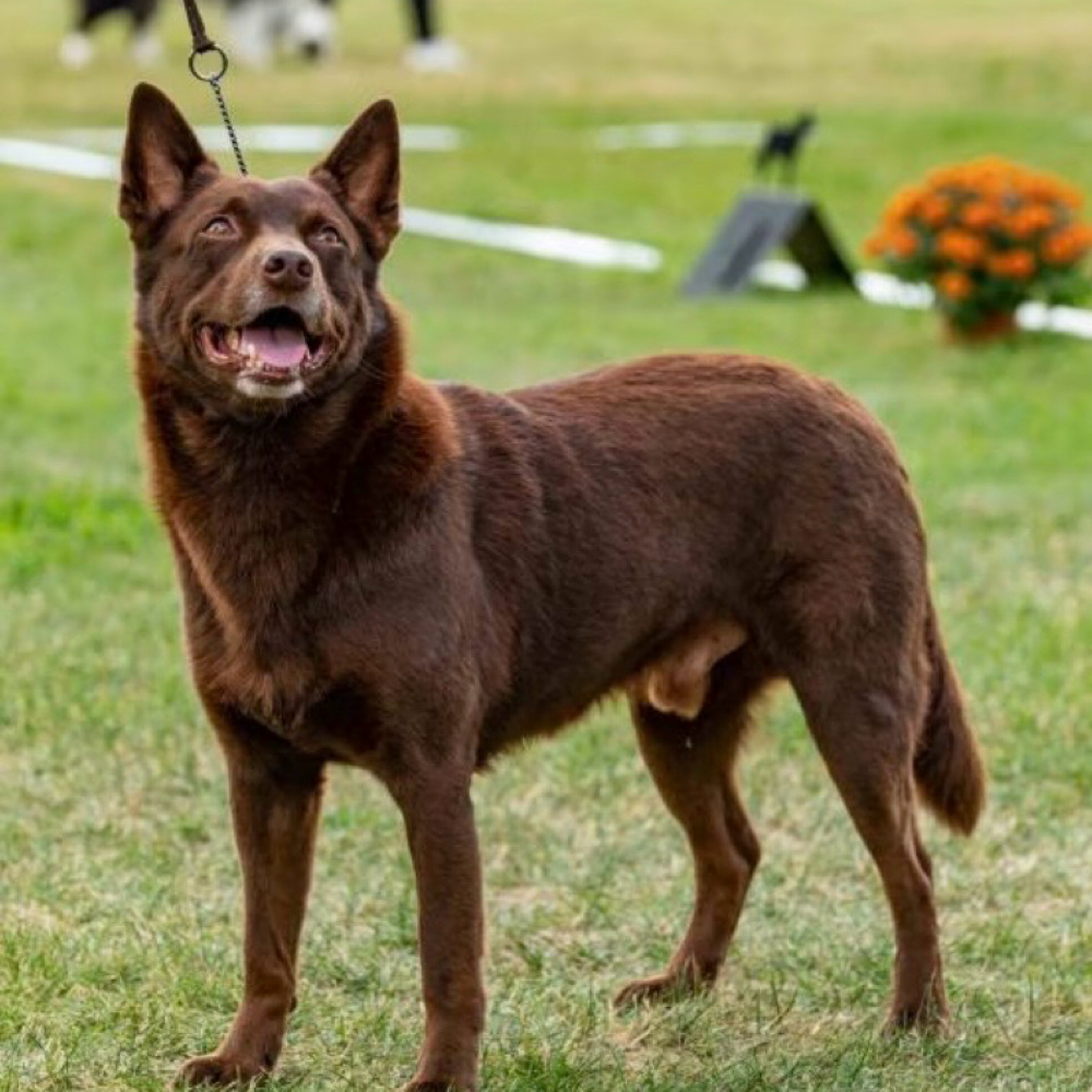 Kelpie at Saltypaw Dog Grooming in Kalama, WA