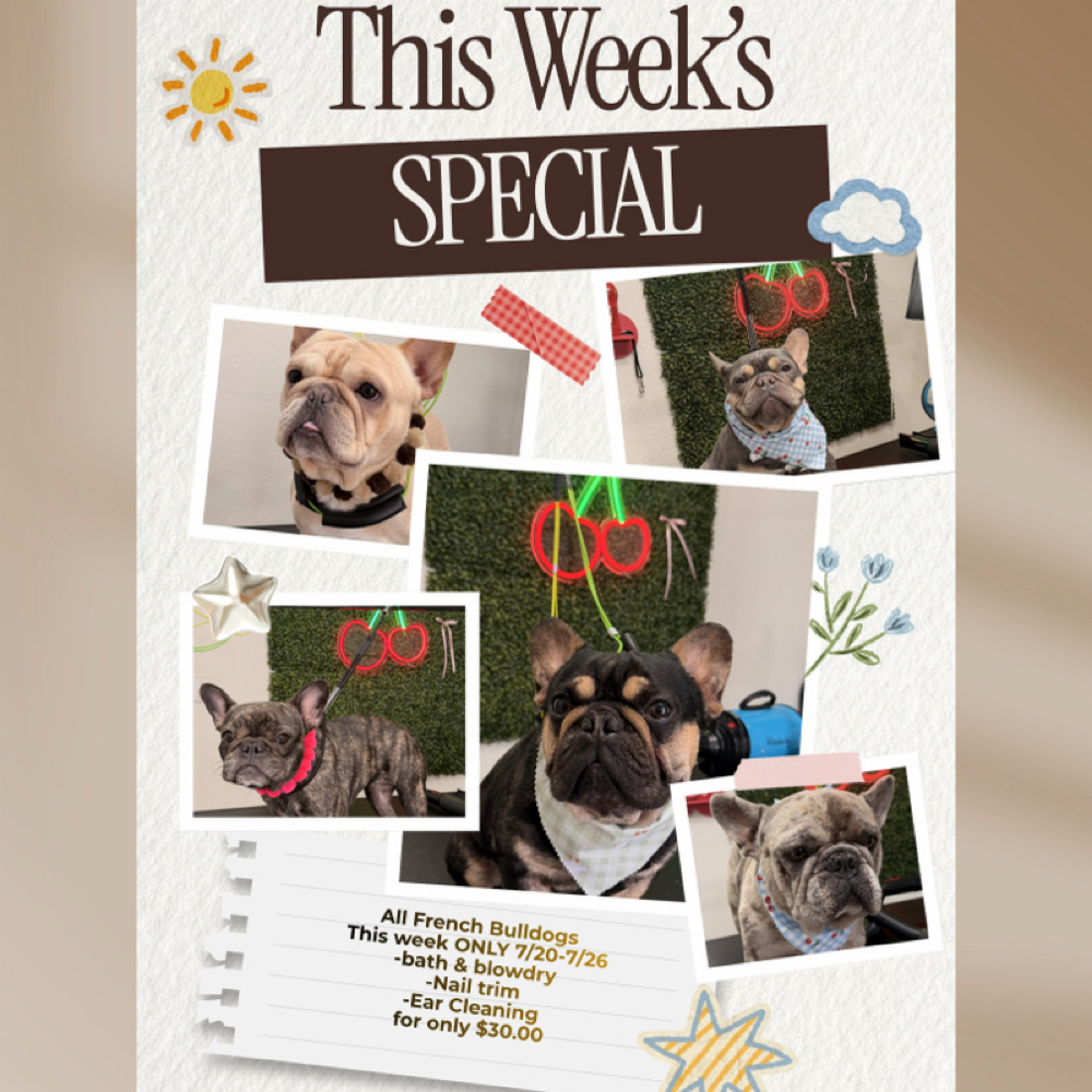 FRENCH BULLDOG WEEK SPECIAL at Cherry Bow Dog Grooming in Alvarado, TX
