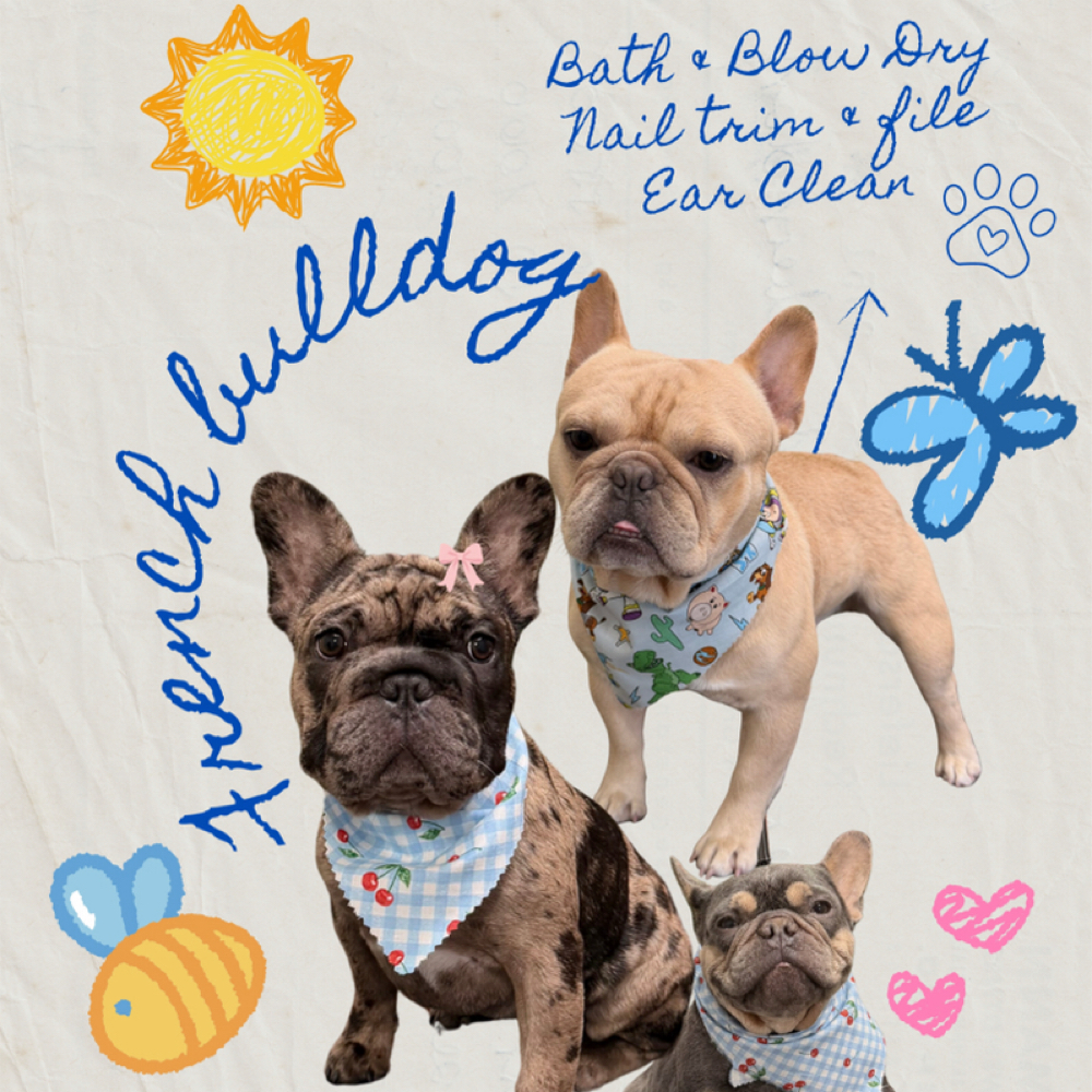 FRENCH BULLDOG SPECIAL at Cherry Bow Dog Grooming in Alvarado, TX