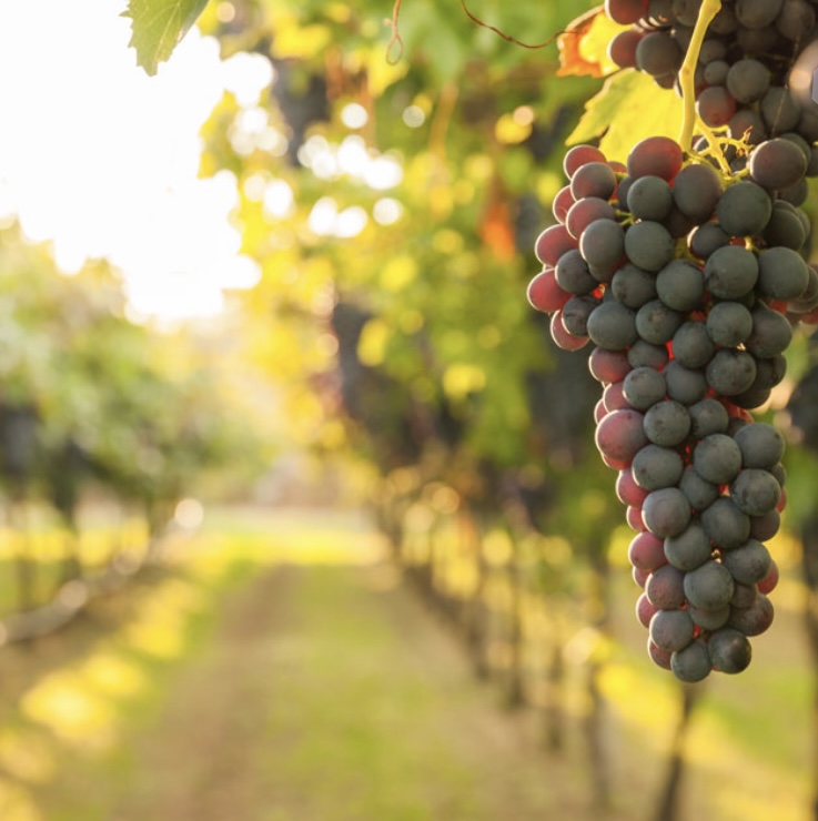 Vineyard Grape Facial