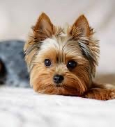 Yorkie Mini Groom