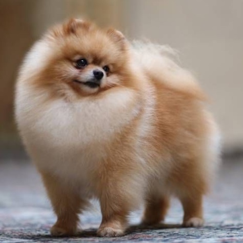 Pomeranian at The Groom Room in Hope Mills, NC