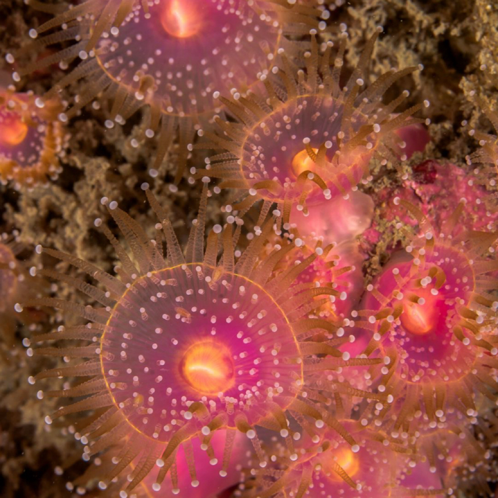 Builder / Gel-X  (Tier 4) Ex. Art at Odette Beauty Parlour in Portland, ME