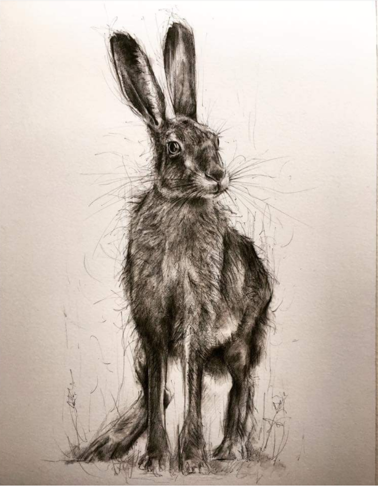 OliveHare1