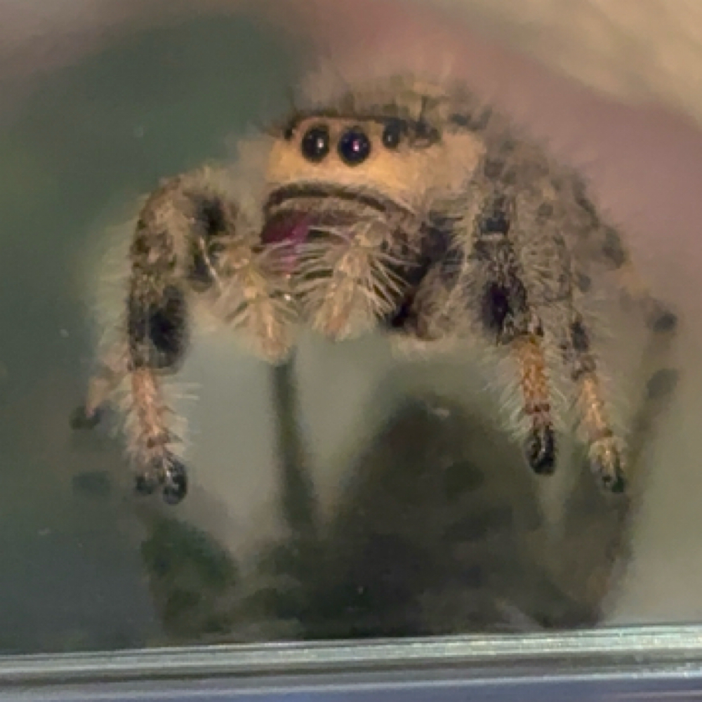 Little Spoods at The Cozy Lily in Albuquerque, NM