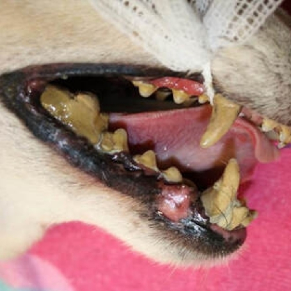 Large Dog Deep Dental Cleaning at Sparkling Smiles Doggy Dental Cleaning LLC in Tucson, AZ