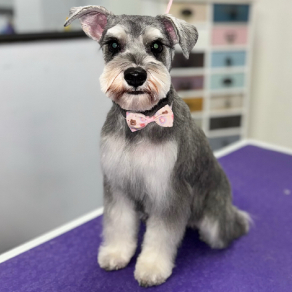 Full Makeover XS (0-10LB) at Space City Grooming in Houston, TX