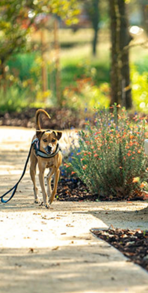 Saturday Morning Walks