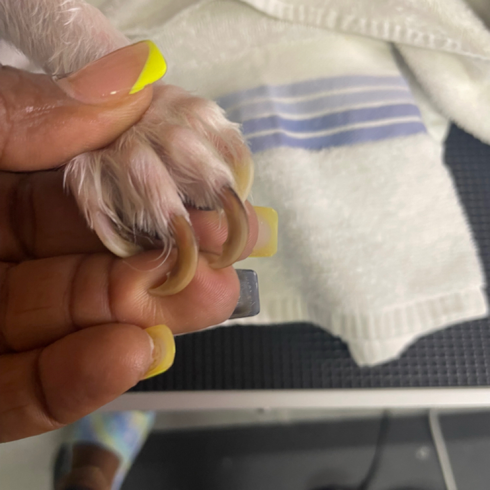 Hang Nail Removal at Angels Touch Doggy Salon in Milwaukee, WI