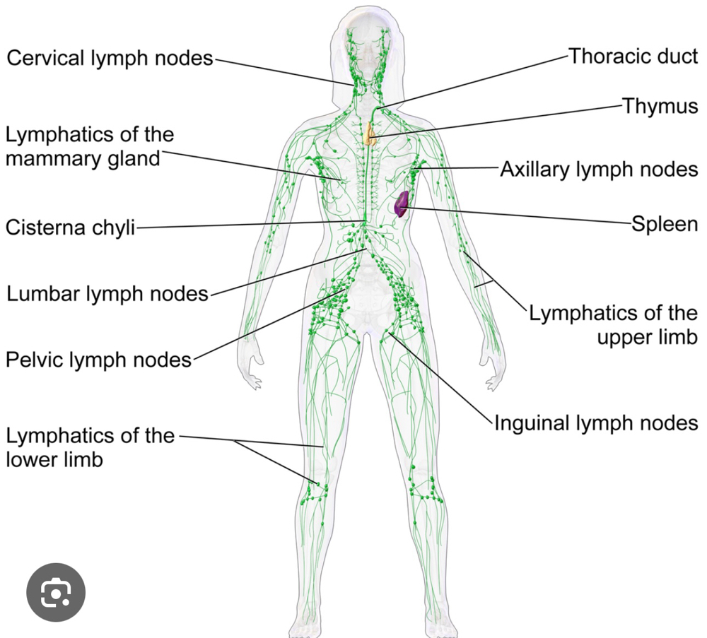 Lymphatic Massage