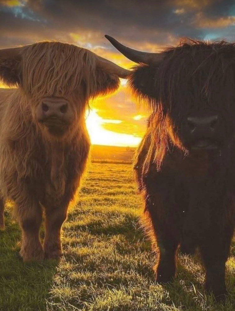 Golden Hour