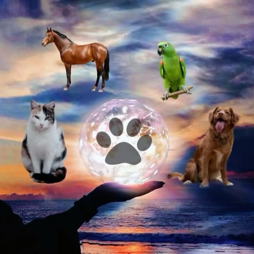 Travel Animal In Person Reiki