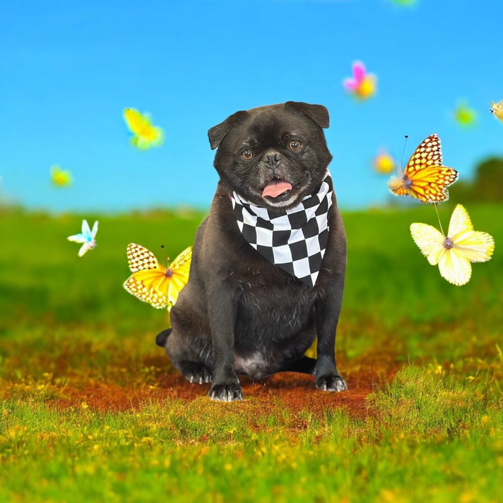 Pug