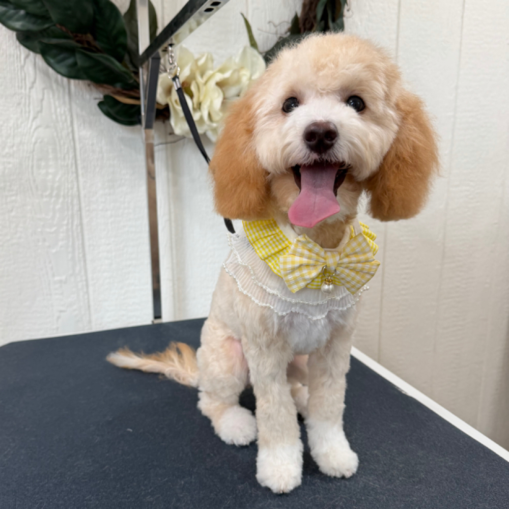 PUPPY Full Groom Package at Wagnolia Grooming Studio in Weslaco, TX