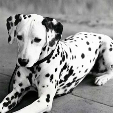 Dalmation BBN at The Groom Room in Hope Mills, NC