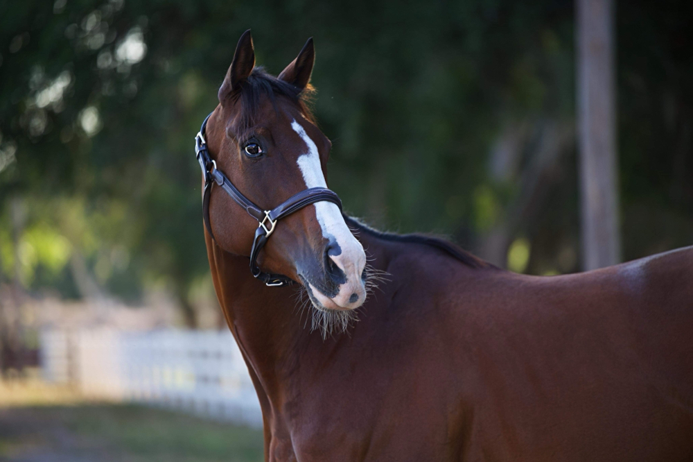 Equestrian Riders Massage