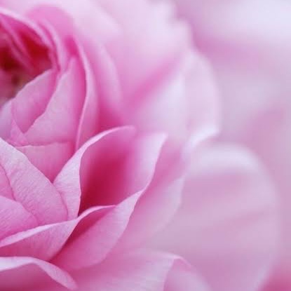 2 Week Classic Refill