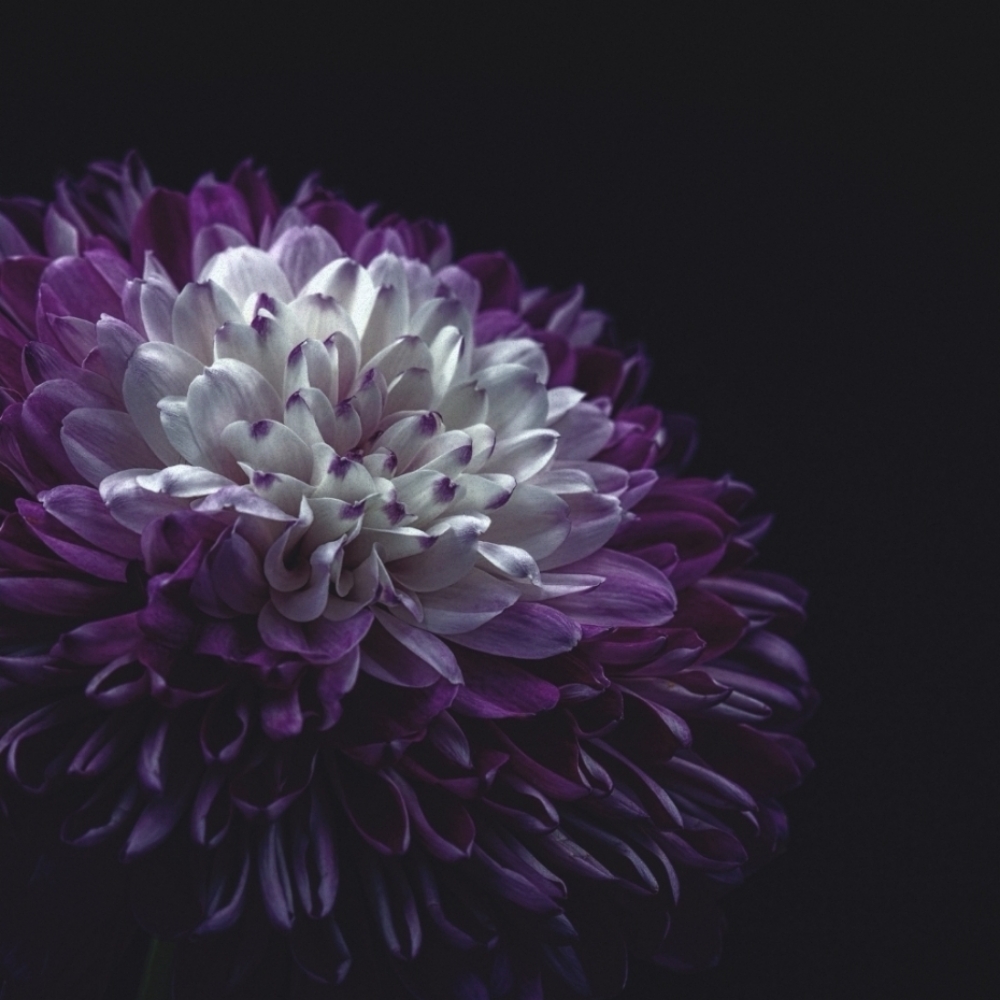 Reiki Tune-Up – 30 Minutes