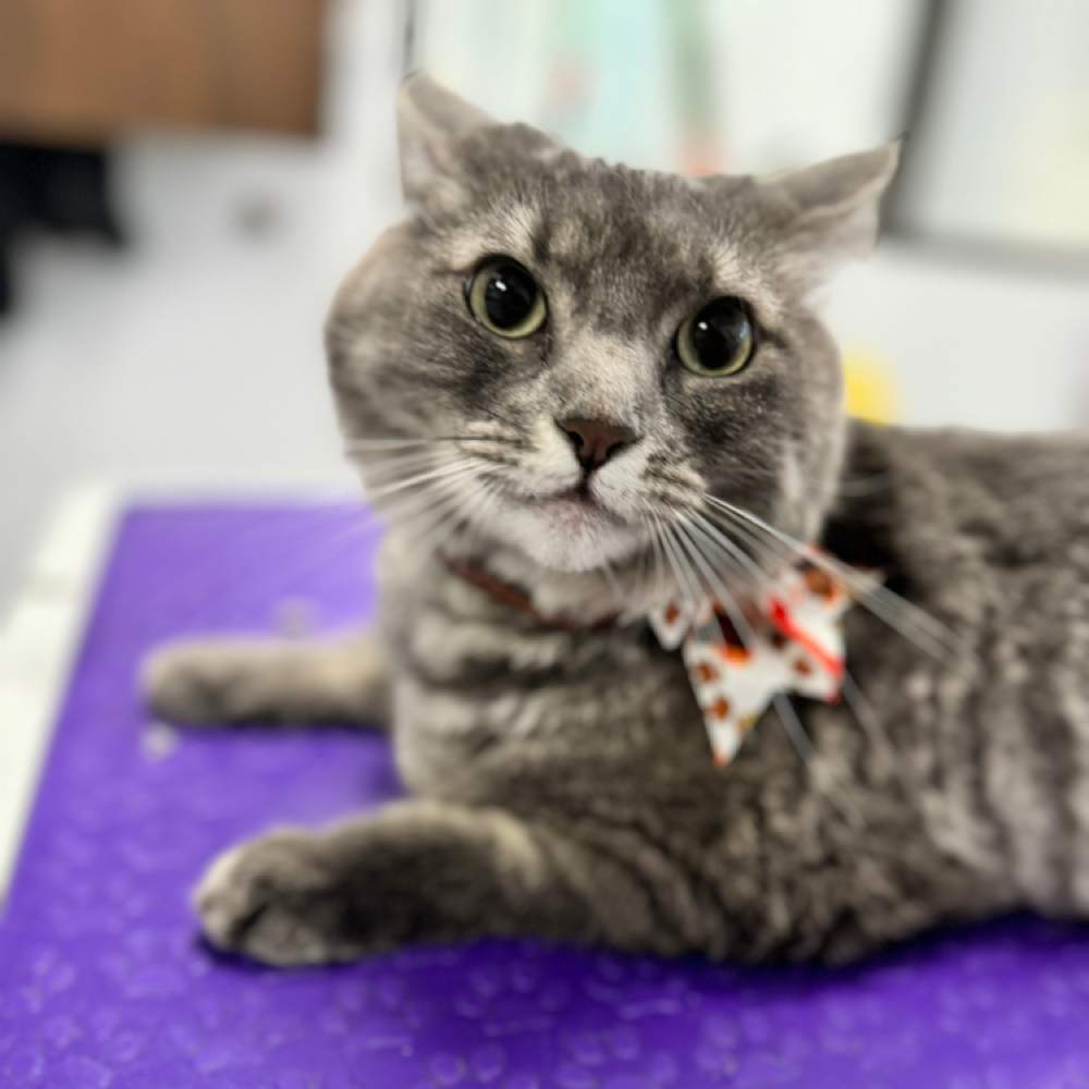 Cat Mini Groom at Space City Grooming in Houston, TX