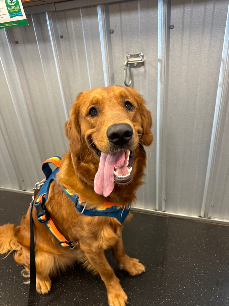 Request Minnow (Therapy Dog)