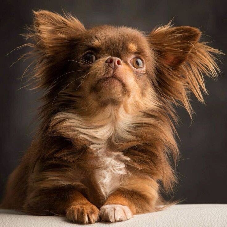 Chihuahua Long Coat - Haircut