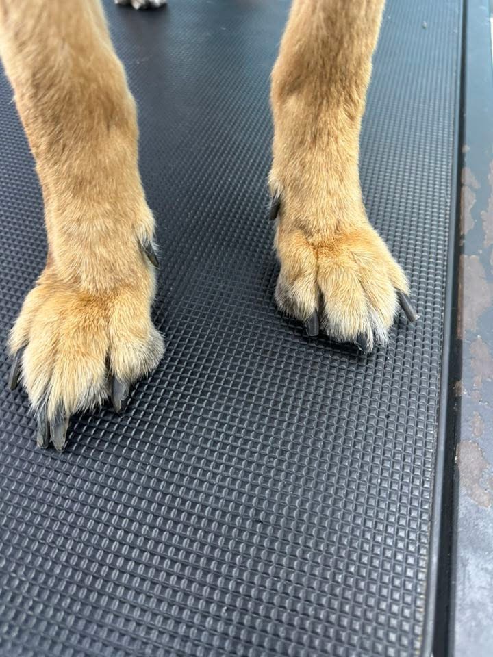 Nail Trims Only Pet 1