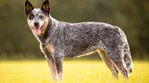 Austrailian Cattle Dog Bath