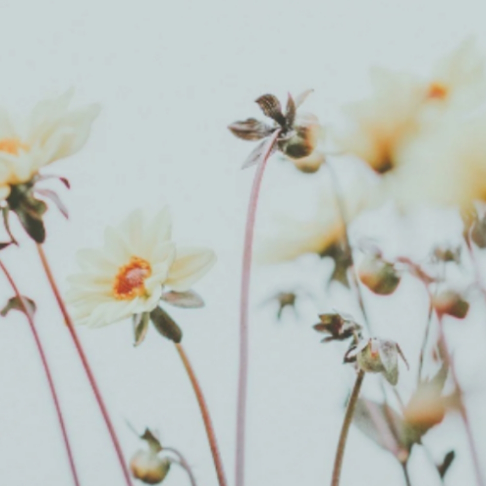 Color Retouch, Cut - No Blowdry at Oxford&Mane in Oxford, NC