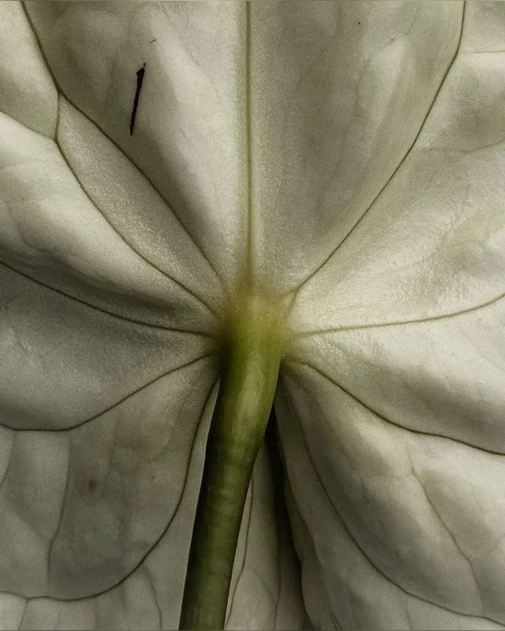 Vajacial at BÄRESOUL in Mechanicsburg, PA