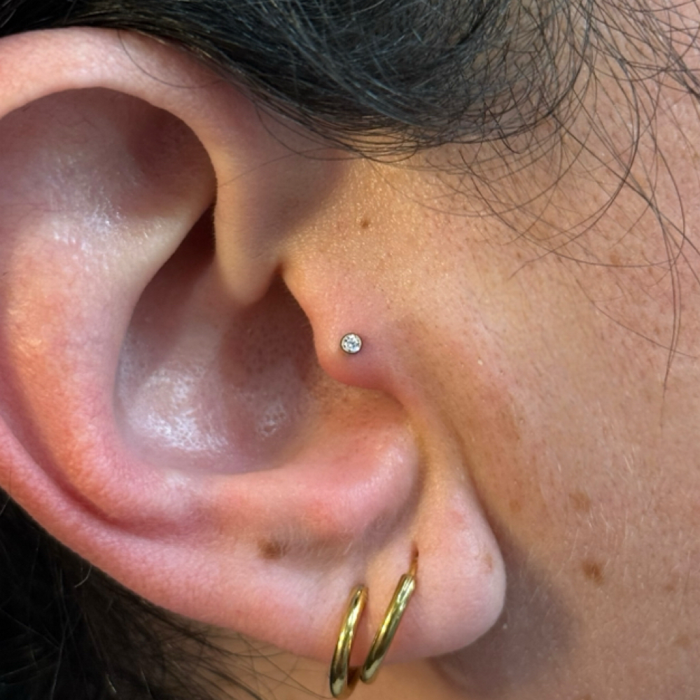 Tragus Piercing at Monarch Piercing Studio in Logan, UT
