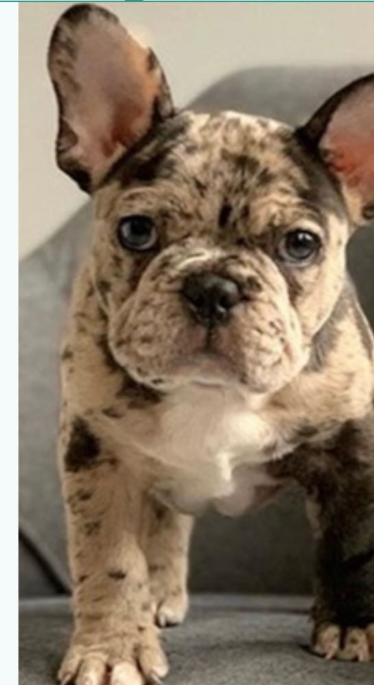 French Bull Dog Bath