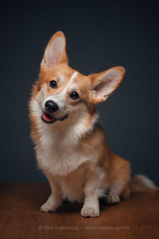 Welsh Corgi - Bath & Fluff