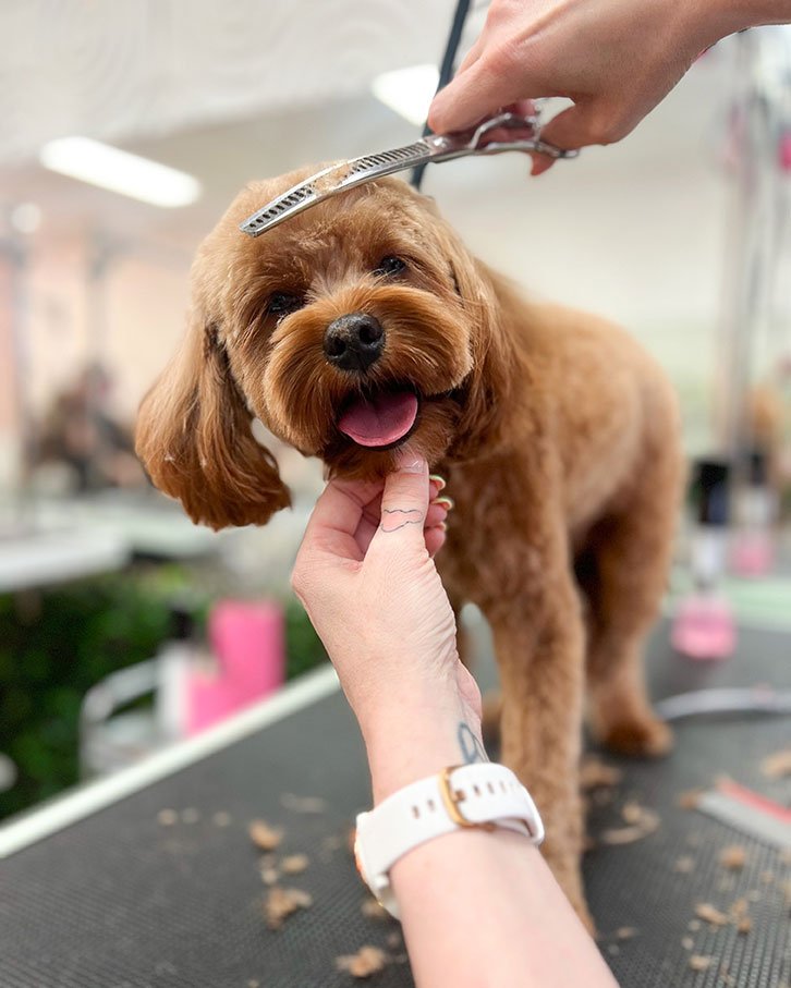 Full Groom