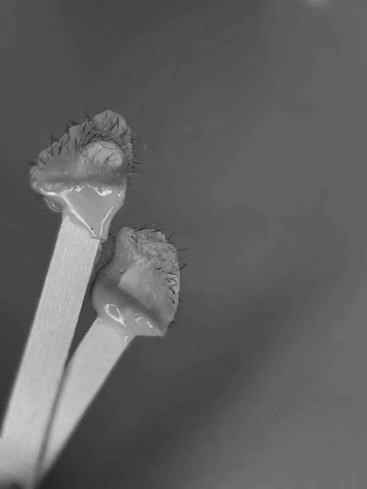 NOSE WAX