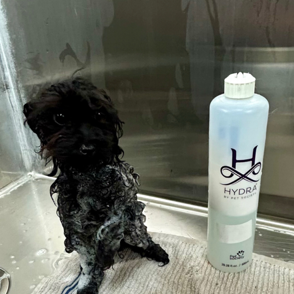 Puppy Starter Package at Fur North Pet Spa in Minnesota, MN