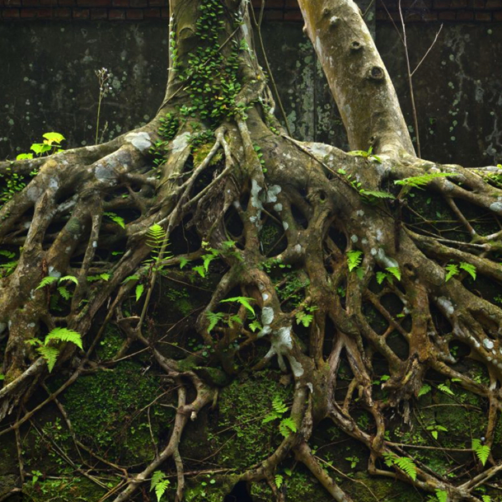 The Roots at The Skin Garden Co in Cleveland, TN