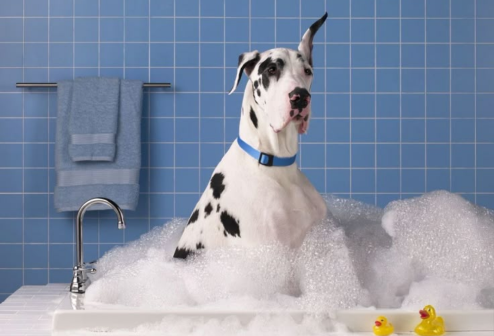 Bath Time